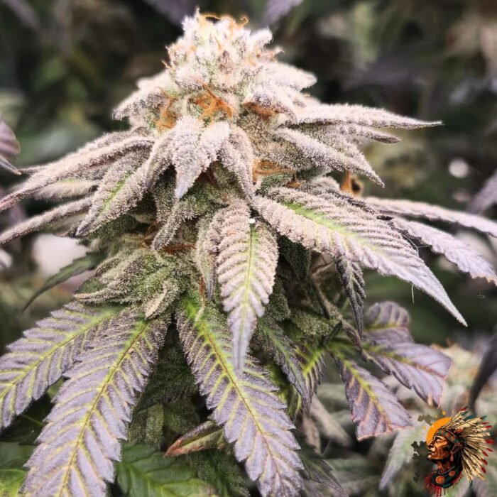 Astronaut Status #24 Cannabis Stecklinge