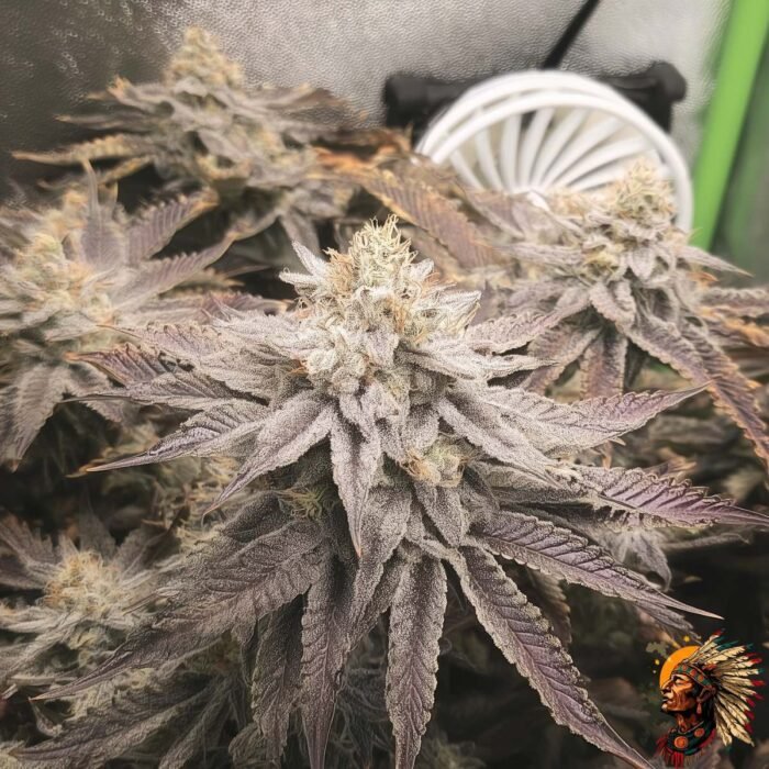 Astronaut Status #24 Cannabis Stecklinge