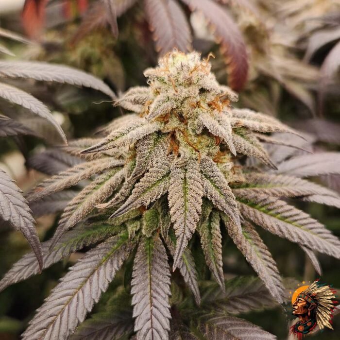 Astronaut Status #24 Cannabis Strains