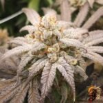 Astronaut Status #24 Stecklinge