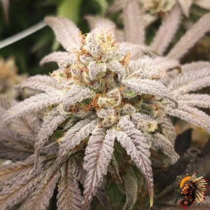 Astronaut Status #24 Stecklinge