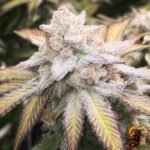 Astronaut Status #24 Cannabis Strains