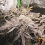 Astronaut Status #24 Cannabis Strains