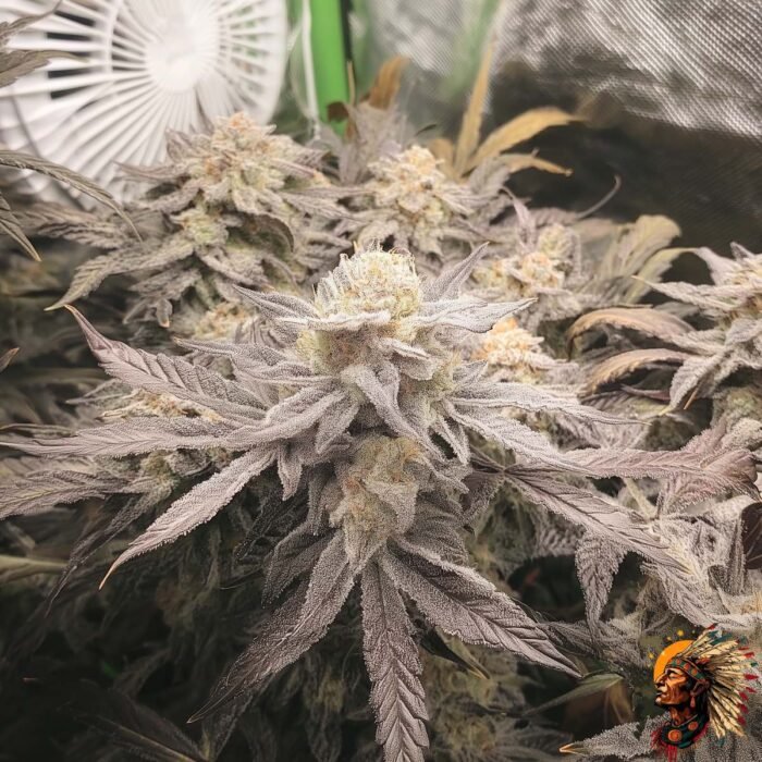 Astronaut Status #24 Cannabis Strains