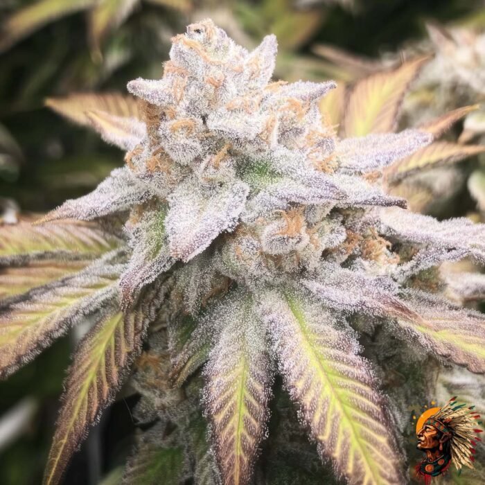 Astronaut Status #24 Cannabis Strains