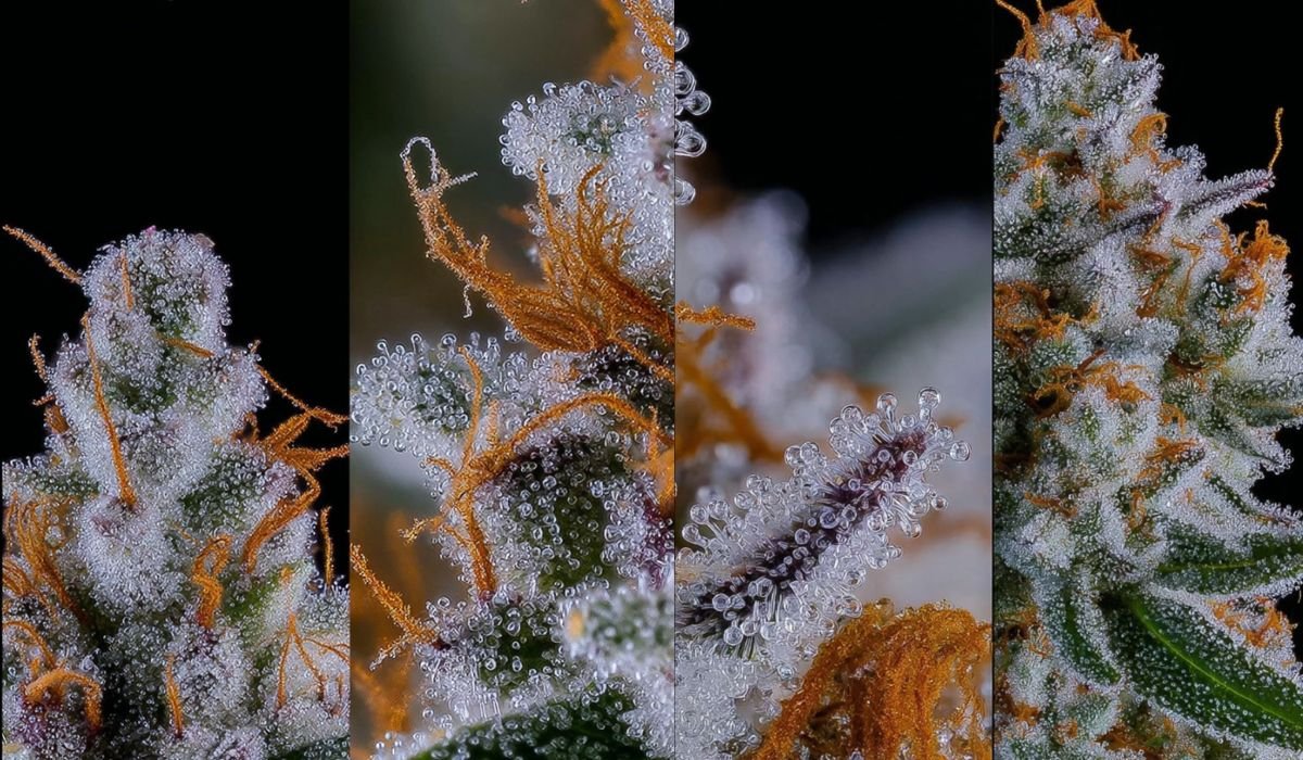 Hanfstecklinge - Cannabisstecklinge