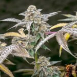 Lemon Cherry Gelato – Hanfstecklinge