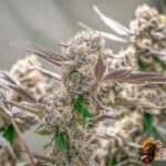 Lemon Cherry Gelato – Hanfstecklinge