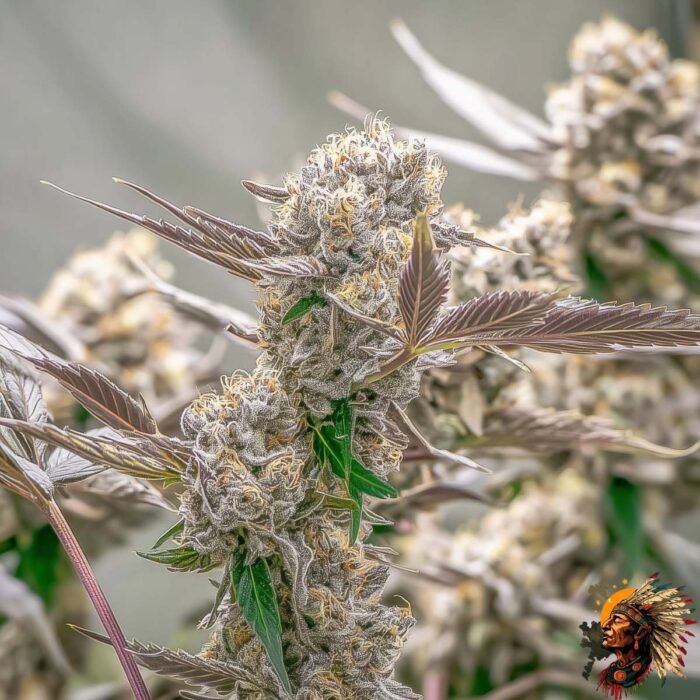 Lemon Cherry Gelato – Hanfstecklinge