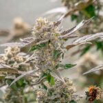 Lemon Cherry Gelato – Cannabis Stecklinge