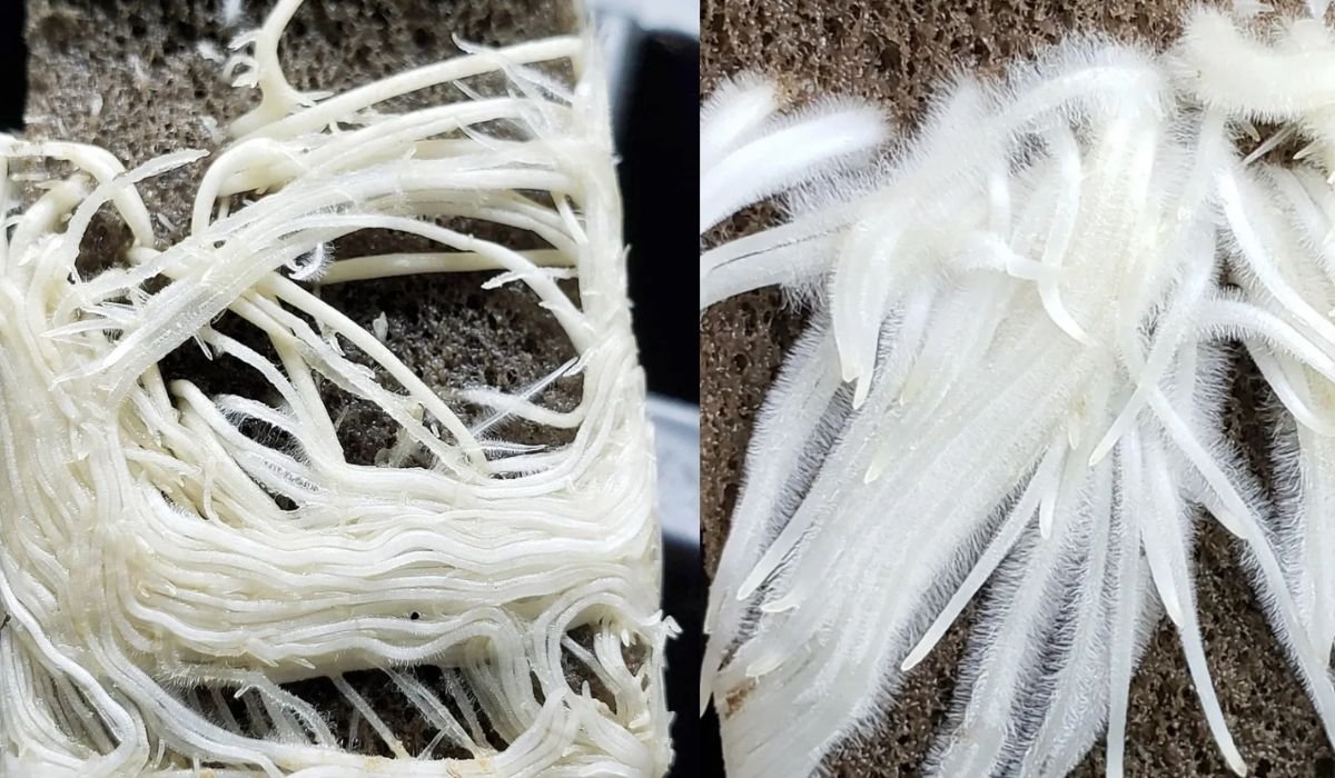 Hanfstecklinge - Cannabisstecklinge