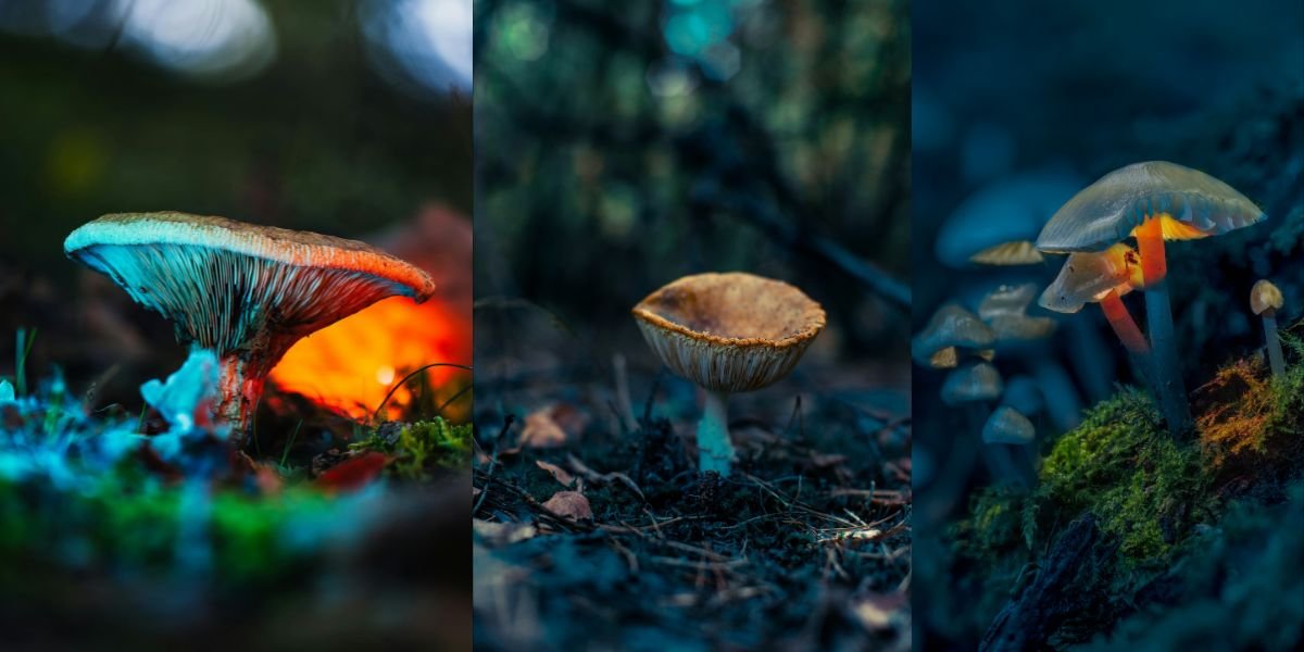 Magic Mushrooms Growkit