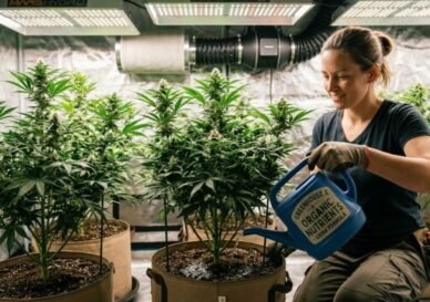 Cannabis Pflanzen düngen