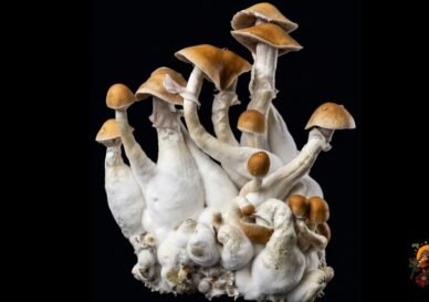 magic-mushrooms-growkit-kaufen