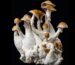 magic-mushrooms-growkit-kaufen