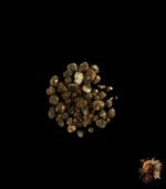 Magic Trüffel Mexicana kaufen