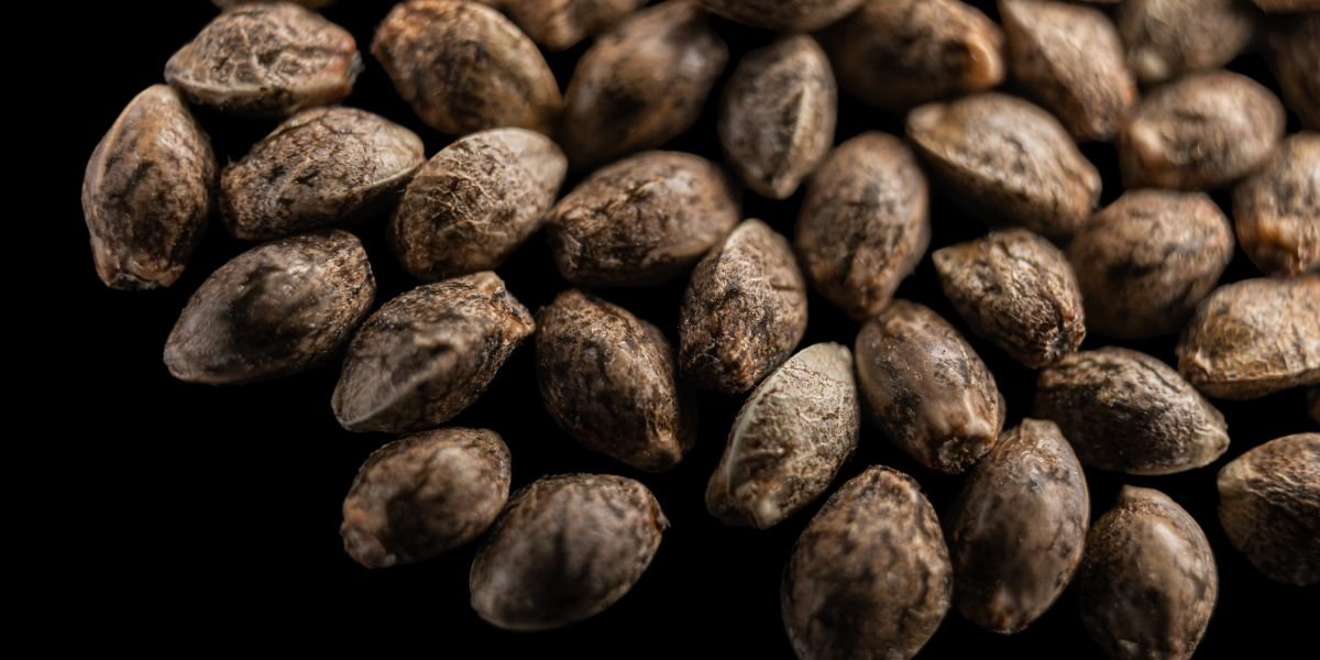 Cannabis Samen kaufen