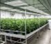 Cannabis Indoor anbauen