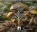 Golden Teacher Wirkung & Dosierung 2026 Cannabisgarten24