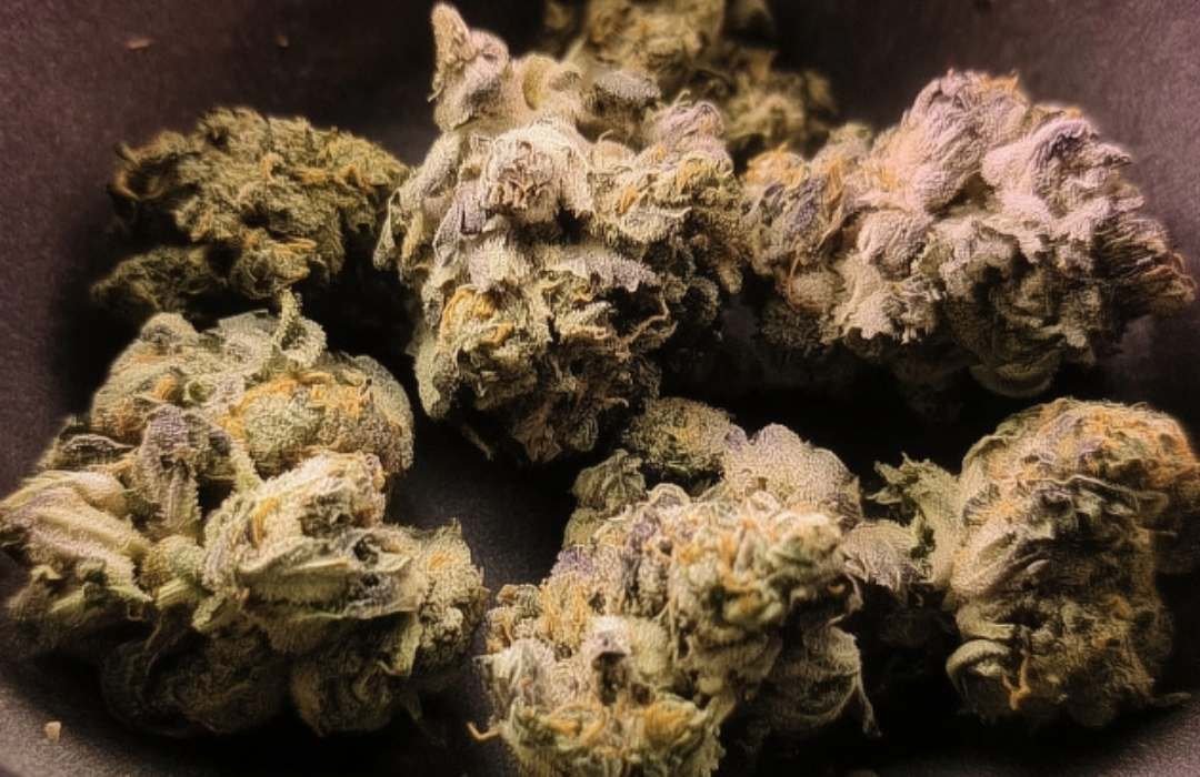 Cannabis Ernte