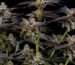 Cannabis Glossar - Begriffe
