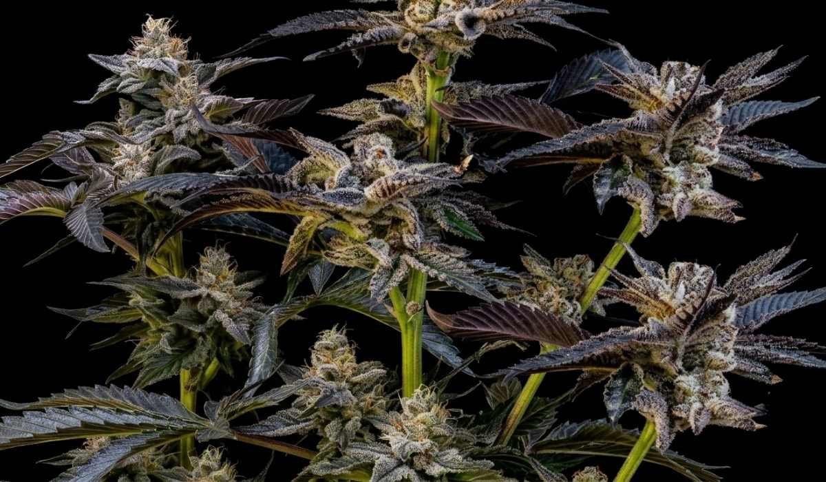 Cannabis Glossar - Begriffe