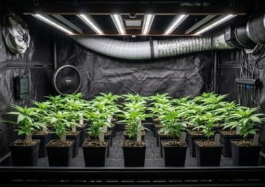 Cannabis Blog Cannabis Stecklinge richtig pflegen