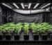 Cannabis Blog Cannabis Stecklinge richtig pflegen