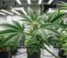Cannabisblätter – Symptome erkennen