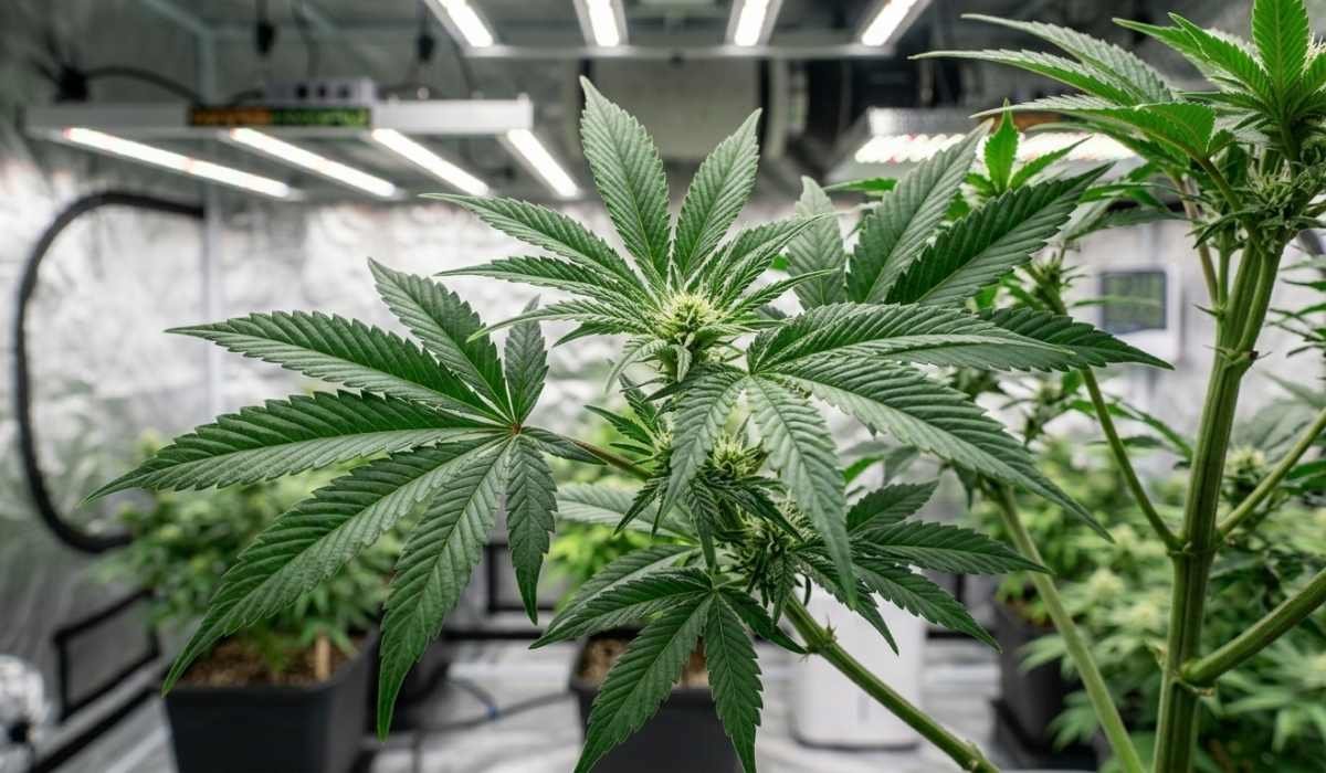 Cannabisblätter – Symptome erkennen