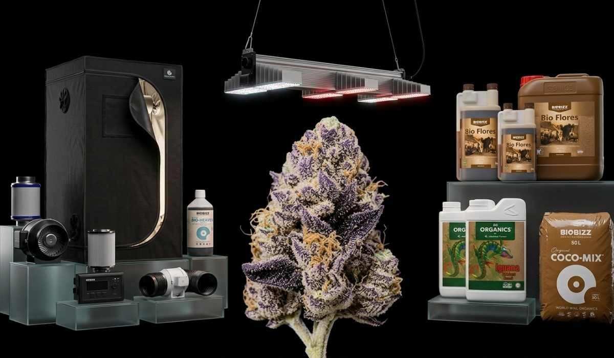 Cannabis Growshop Ergebnis – lila Cannabis-Blüte neben Growzelt, LED-Lampe, BioBizz Dünger und Coco-Mix Substrat auf schwarzem Hintergrund