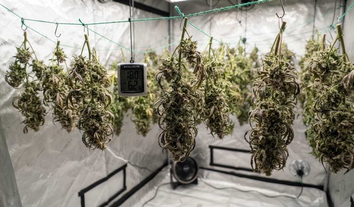 cannabis trocknen 1