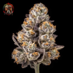 Apple Fritter Cannabis Samen von Twins Garden Seeds – Herstellerbild 1