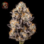 Apple Fritter Cannabis Samen von Twins Garden Seeds – Herstellerbild 2