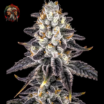 Apple Fritter Cannabis Samen von Twins Garden Seeds – Herstellerbild 3