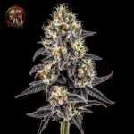 Apple Fritter Cannabis Samen von Twins Garden Seeds – Herstellerbild 4