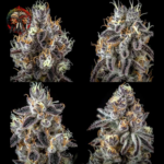 Apple Fritter Cannabis Samen von Twins Garden Seeds – Herstellerbild 5
