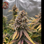 Blue Dream Feminisiert von Twins Garden Seeds – Herstellerbild 1