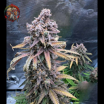 Blue Dream Feminisiert von Twins Garden Seeds – Herstellerbild 2