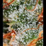 Blue Dream Feminisiert von Twins Garden Seeds – Herstellerbild 3