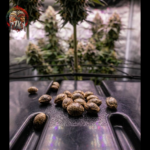 Blue Dream Feminisiert von Twins Garden Seeds – Herstellerbild 4