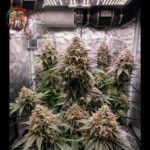 Blue Dream Feminisiert von Twins Garden Seeds – Herstellerbild 5