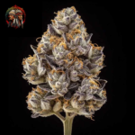 Zoap Cannabis Samen von Twins Garden Seeds – Herstellerbild 1