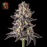 Zoap Cannabis Samen von Twins Garden Seeds – Herstellerbild 2