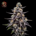 Zoap Cannabis Samen von Twins Garden Seeds – Herstellerbild 3