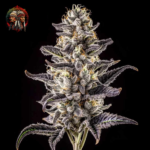 Zoap Cannabis Samen von Twins Garden Seeds – Herstellerbild 4